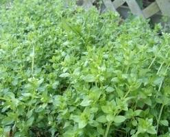 nedves fű gyógynövény gyógyászati ​​tulajdonságai
